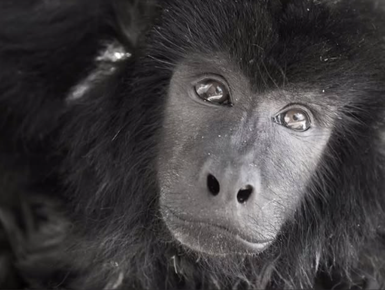 Coco había sido rescatado en una fiesta clandestina realizada en el barrio porteño de Belgrano R, en 2021. Coco había sido rescatado en una fiesta clandestina realizada en el barrio porteño de Belgrano R, en 2021.