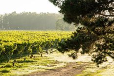 Bodegas en Buenos Aires