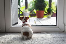 Mascotas Cómo saber si te echan de menos Foto: Shutterstock