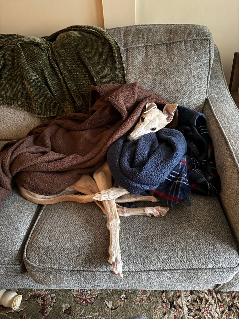 Las precauciones para que tu mascota no pase frío en invierno. Foto: Shutterstock Las precauciones para que tu mascota no pase frío en invierno. Foto: Shutterstock