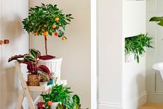 Las flores son una forma clásica y elegante de añadir un toque de fragancia a cualquier habitación. Foto: Future