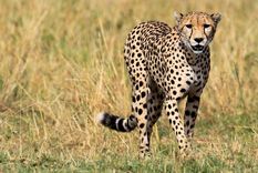 ¡tremendo!: un guepardo fue a tomar agua y mira lo que le paso