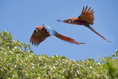 Guacamayos rojos en libertad Foto: Fundación Rewilding Argentina