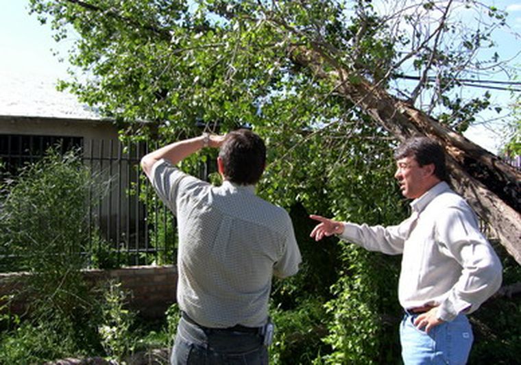 Árboles añosos se caen con el tiempo.