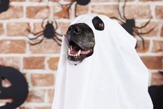 La moda de la vestimenta de nuestras mascotas llegó a Halloween y ahora se piensa en los disfraces que nuestros amiguitos van a usar y son muchas las opciones Foto: Freepik