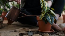 Algunos estudios sugieren que la jardinería puede ayudar a prevenir la obesidad infantil y el aumento de peso relacionado con la edad, así como a mejorar el sueño Foto: Pexels.com