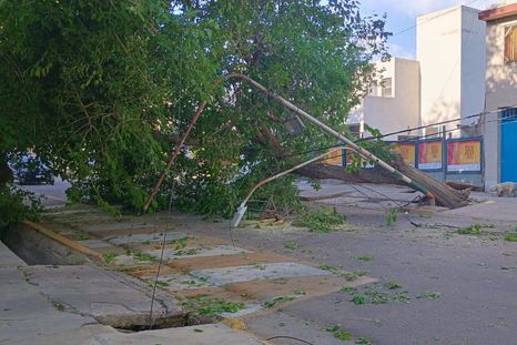 Un árbol con gran copa derribó cables y un poste y cortó toda la calle en San José. También hubo dos viviendas afectadas por caídas de árboles. Un árbol con gran copa derribó cables y un poste y cortó toda la calle en San José. También hubo dos viviendas afectadas por caídas de árboles.
