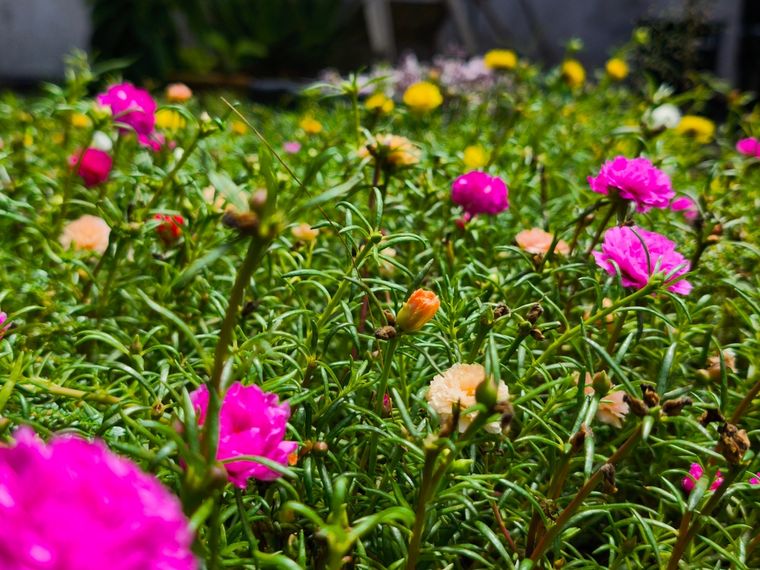 La portulaca, la planta que florece sin pausa durante todo el verano. Foto: Shutterstock