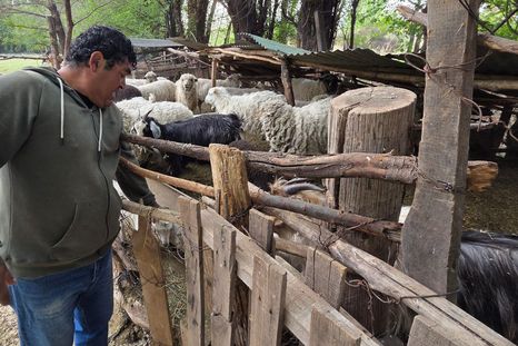 Andrés Durán alimentando a sus animales de granja. Andrés Durán alimentando a sus animales de granja.