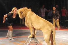 Impactante video: León atacó a su domadora en pleno show