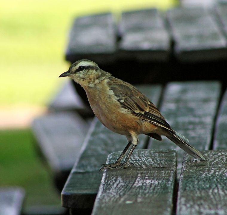 ¿Qué significa esta pájaro para el Feng Shui? ¿Qué significa esta pájaro para el Feng Shui?