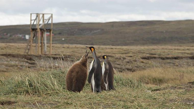 Los pingüinos rey no construyen nidos. Equilibran el único huevo sobre sus patas y lo cubren con un pliegue de piel abdominal.