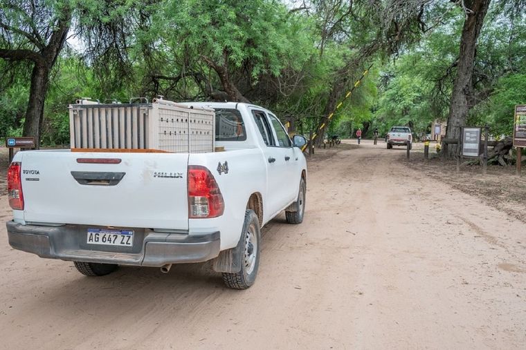 Desde la Fundación aseguran que Iberá cuenta con al menos 28 yaguaretés que viven en libertad Foto: Fundación Rewilding Argentina