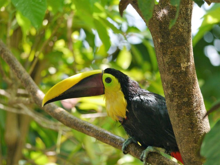 El parque es considerado uno de los hábitats más importantes para la biodiversidad aviar en Centroamérica.