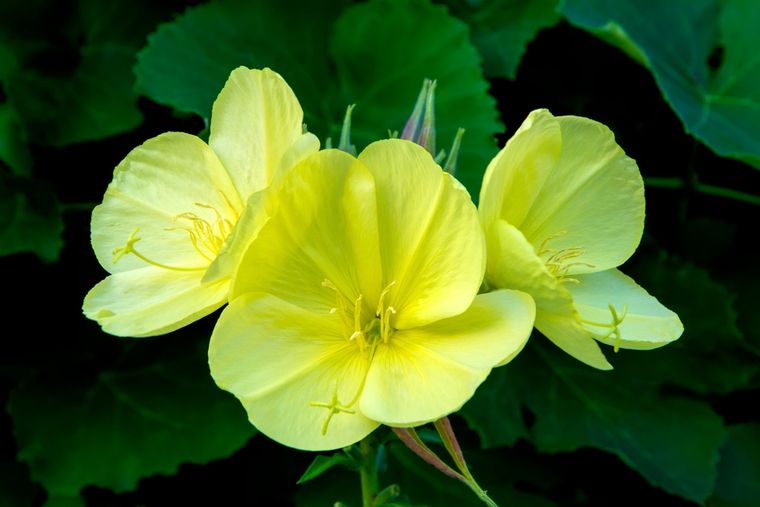 Sus colores claros ayudan a reflejar la luz en la oscuridad. Foto: Shutterstock Sus colores claros ayudan a reflejar la luz en la oscuridad. Foto: Shutterstock