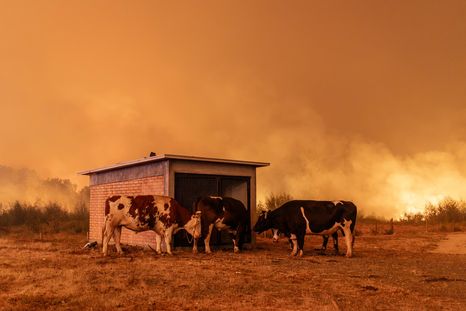 Los incendios forestales afectan al sur de Chile. Los incendios forestales afectan al sur de Chile.