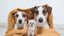 Los tips de especialistas para cuidar a las mascotas durante el invierno. Los tips de especialistas para cuidar a las mascotas durante el invierno.