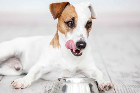 Cuida la alimentaciónde tu perro. Foto: Archivo