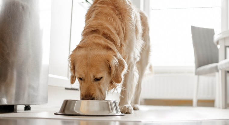 Cuidado con darle en exceso este alimento a tu perro. Foto: Shutterstock