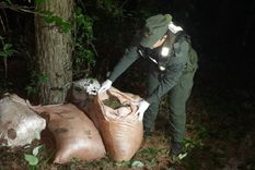 El estupefaciente estaba escondido en cinco bolsas y oculto entre la vegetación en Misiones Foto: Gendarmería Nacional
