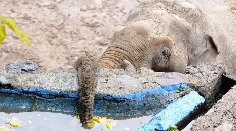 Foto: Alf Ponce / MDZ