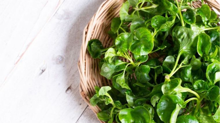 El berro es una gran fuente de nutrientes para el organismo Foto: Shutterstock