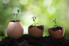 JARDÍN LOS HUEVOS PUEDEN FUNCIONAR COMO FERTILIZANTES NATURALES PARA LAS PLANTAS. Foto: SHUTERSTOCK JARDÍN LOS HUEVOS PUEDEN FUNCIONAR COMO FERTILIZANTES NATURALES PARA LAS PLANTAS. Foto: SHUTERSTOCK