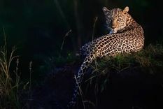 ¿Cómo se forman esas manchas? Foto: BBC