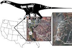 curiosidad: un apatosaurus con malformacion congenita