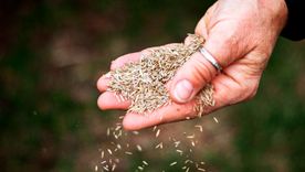 En verano, algunas semillas germinan más rápido gracias al calor y la mayor cantidad de luz solar.