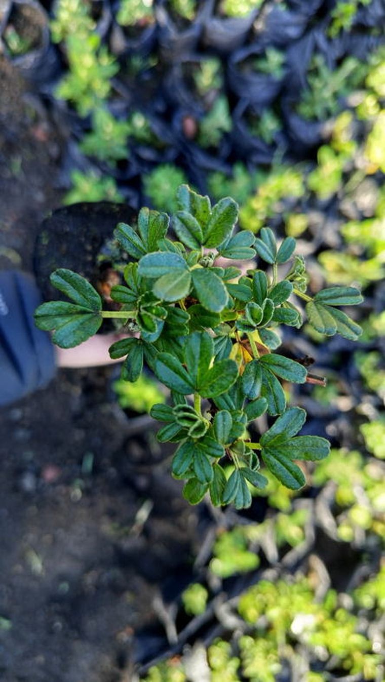 Hay varias especies de árboles que son claves para la reforestación. Hay varias especies de árboles que son claves para la reforestación.