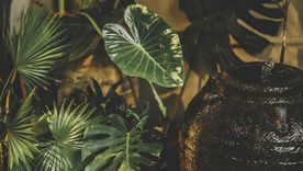 Como son muchas las plantras de interior que purifican el aire las mismas son limpiadoras activas del aire que nos rodea. Foto: Pixabay