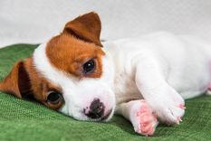 Estas son las razas de perros más tranquilas Foto: SHUTTERSTOCK