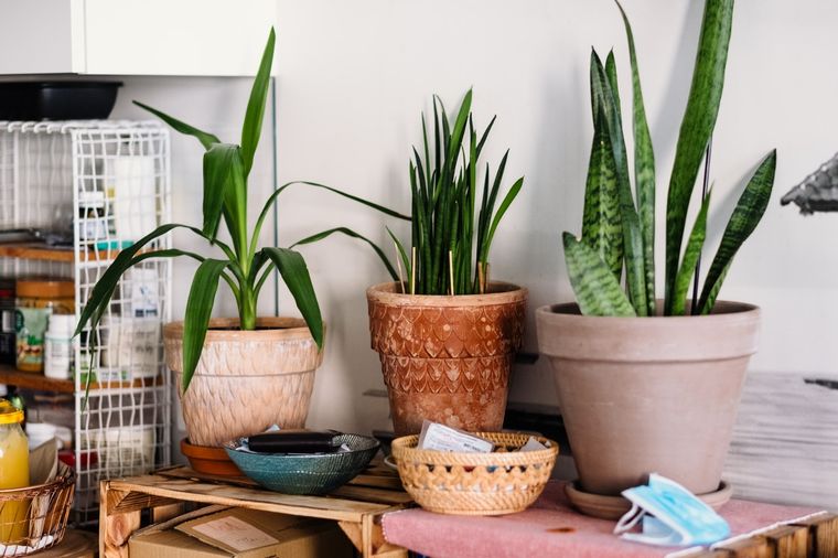 Jardín Conoce algunas variedades de la sansevieria Foto: Unsplash