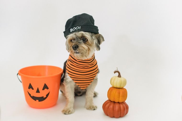Mascotas Diviértete creando estos disfraces Foto: Pexels
