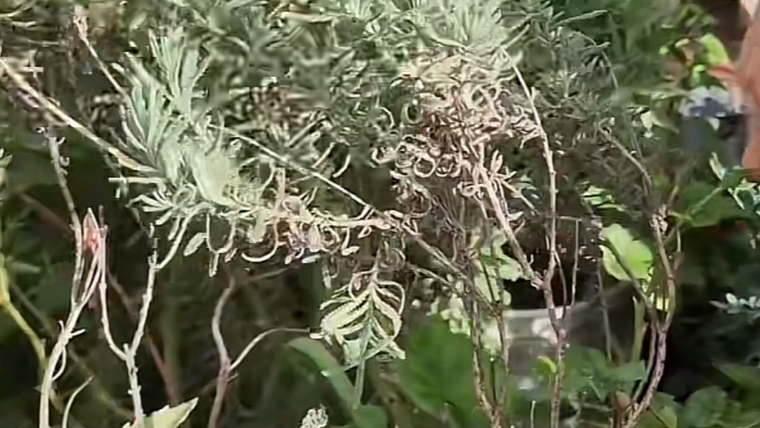 Utilidades Qué necesitabas saber. Foto: Fuente: imagen - Tiktok @la_abuelita_ofelia