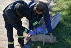 La mujer fue mordida por un felino no doméstico en la provincia de Buenos Aires La mujer fue mordida por un felino no doméstico en la provincia de Buenos Aires