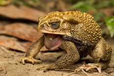 Este sapo, además, se reproduce rápidamente. Foto: Sinc.