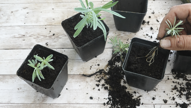 Creá tus propios esquejes con el enraizante correcto.