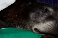 El perro se recupera en el hospital Foto: Télam El perro se recupera en el hospital Foto: Télam