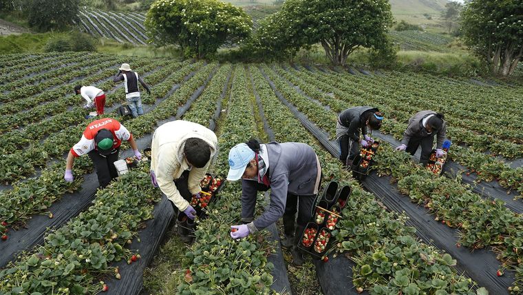 La producción agropecuaria es un vector de actividad económica, desarrollo de la ruralidad, generación de empleo, y exportaciones, que generan dólares. Foto: Foto: Gentileza Semana Rural