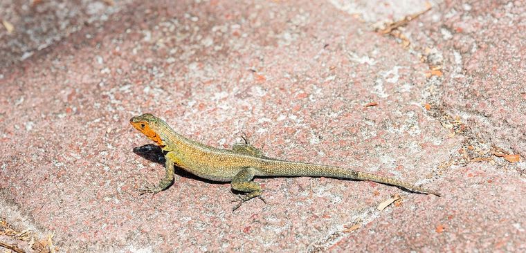 Las lagartijas se alimentan de insectos como mosquitos y arañas. Foto: Archivo Las lagartijas se alimentan de insectos como mosquitos y arañas. Foto: Archivo 