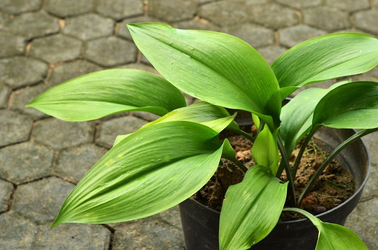 La aspidistra es una de las opciones de este cuarteto Foto: Shutterstock