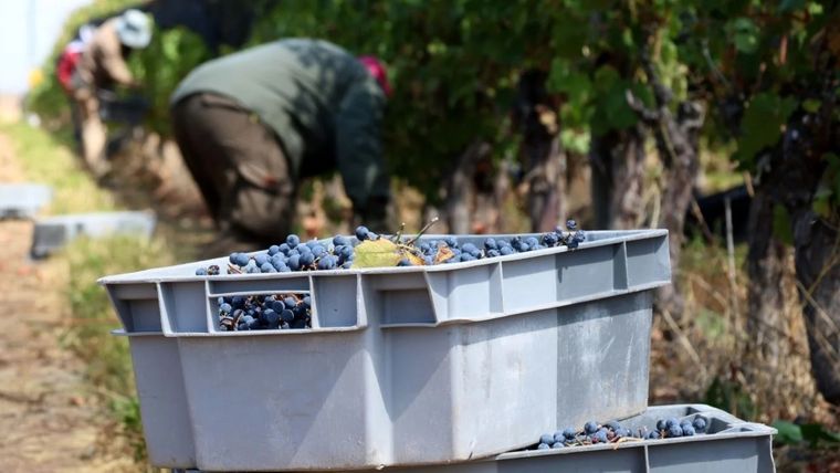 Las paritarias vitivinícolas comienzan en medio de un contexto incierto Foto: Maximiliano Ríos/MDZ