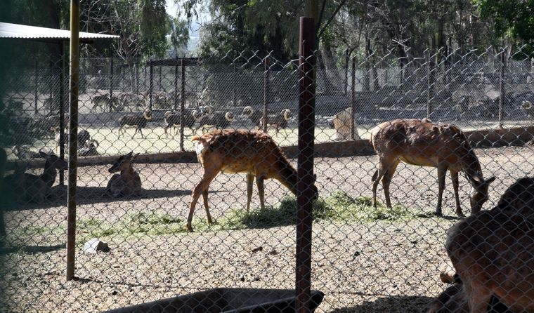 No habrá exhibición masiva de animales: buscan un modelo de experiencia educativa y respetuosa con la fauna. No habrá exhibición masiva de animales: buscan un modelo de experiencia educativa y respetuosa con la fauna.