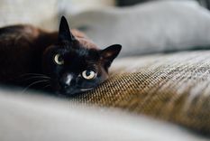 Sueños Conoce el significado de soñar con gatos Foto: Pexels