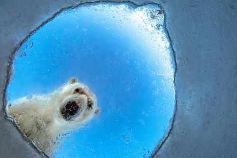 Esta imagen titulada "Ventana helada" recibió una mención honorífica en la categoría "Retratos de animales". Esta imagen titulada "Ventana helada" recibió una mención honorífica en la categoría "Retratos de animales".