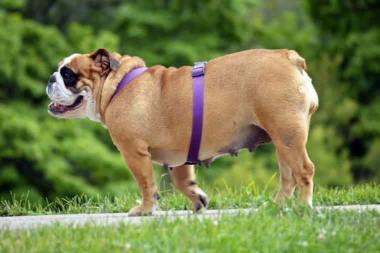 Perro Perro con sobrepeso Foto: Blog Mascota y Salud