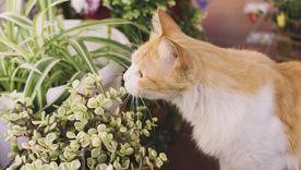 Convivir con un gato no implica renunciar a las plantas en casa, siempre que se elijan especies seguras. Convivir con un gato no implica renunciar a las plantas en casa, siempre que se elijan especies seguras.