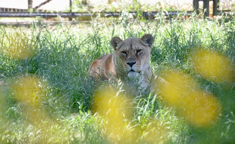 Los animales serán reubicados tras la desarticulación de La Plata